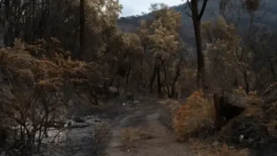 California's Wildfire Risk: A New Era for Mitigation Insurance?