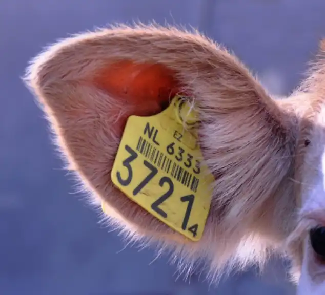 Texas Animal Exports Halted: New World Screwworm Triggers Canadian Ban